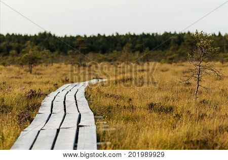 Latvia. beautiful colors in the evening before sunset in the swamp Dunikas