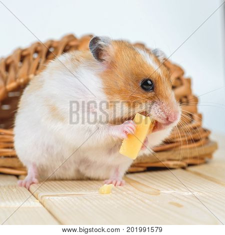 A hamster close-up eats cheese near its wooden house.