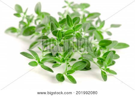 Fresh thyme spice isolated on white background.