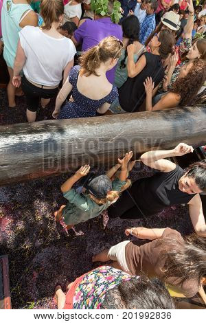 ESTREITO DE CAMARA DE LOBOS PORTUGAL - SEPTEMBER 10 2016: Grapes are crushed in the traditional way during the Madeira Wine Festival in in Estreito de Camara de Lobos Madeira Portugal.