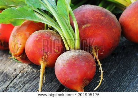 Raw organic golden beets on wooden background .