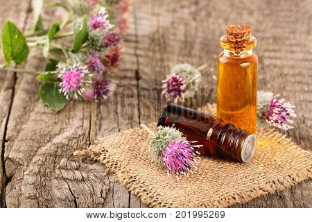 burdock oil in glass bottle and burdock flowers isolated on white background.