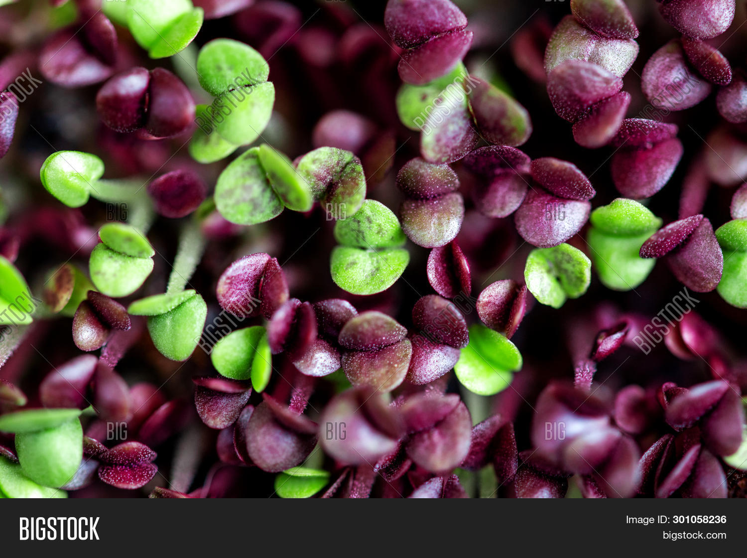 Closeup Basil Image & Photo (Free Trial) | Bigstock