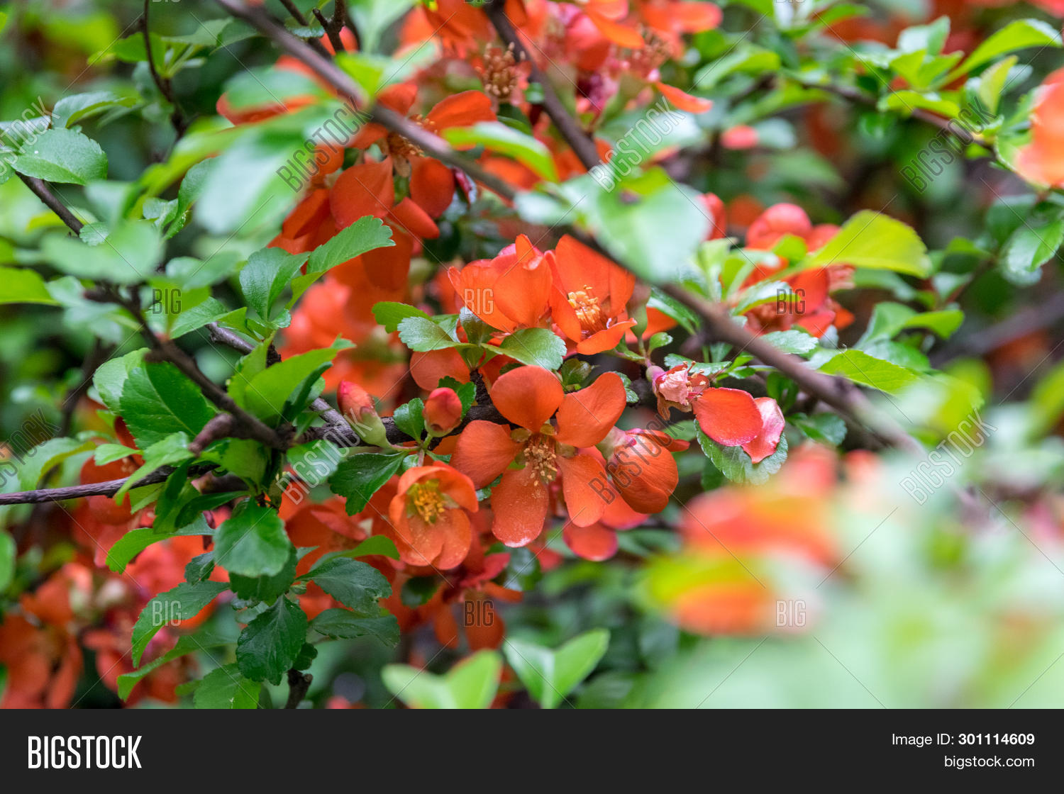 Flowering Japanese Image & Photo (Free Trial) Bigstock