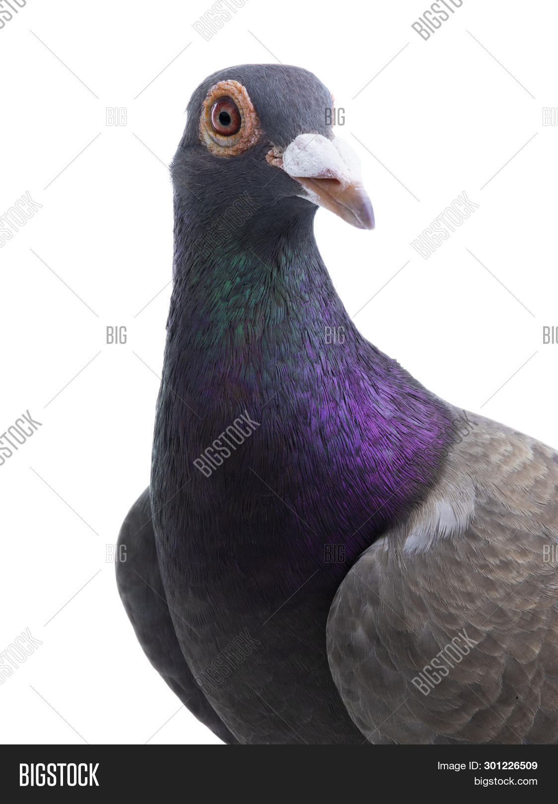 Portrait Pigeon Dragon Image & Photo (Free Trial) Bigstock