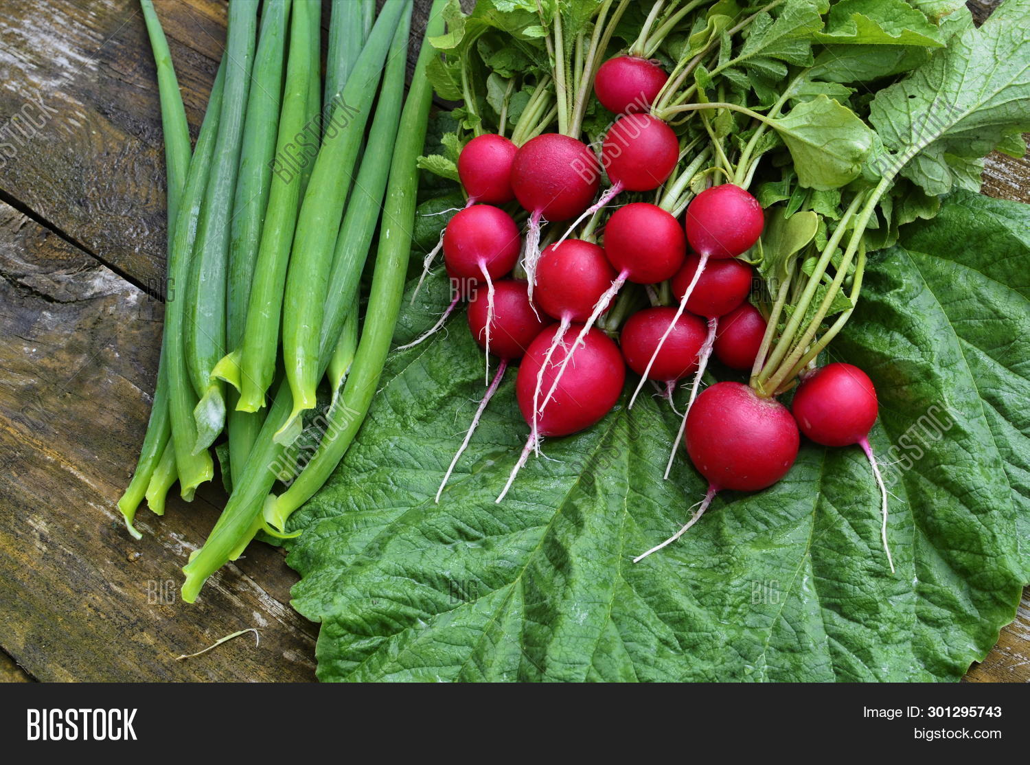 Редиска кругла зеленая. Зеленый лук редиска. Редиска и зеленый лук при анемии. Редис с укропом салат. Редис петрушка сельдерей.
