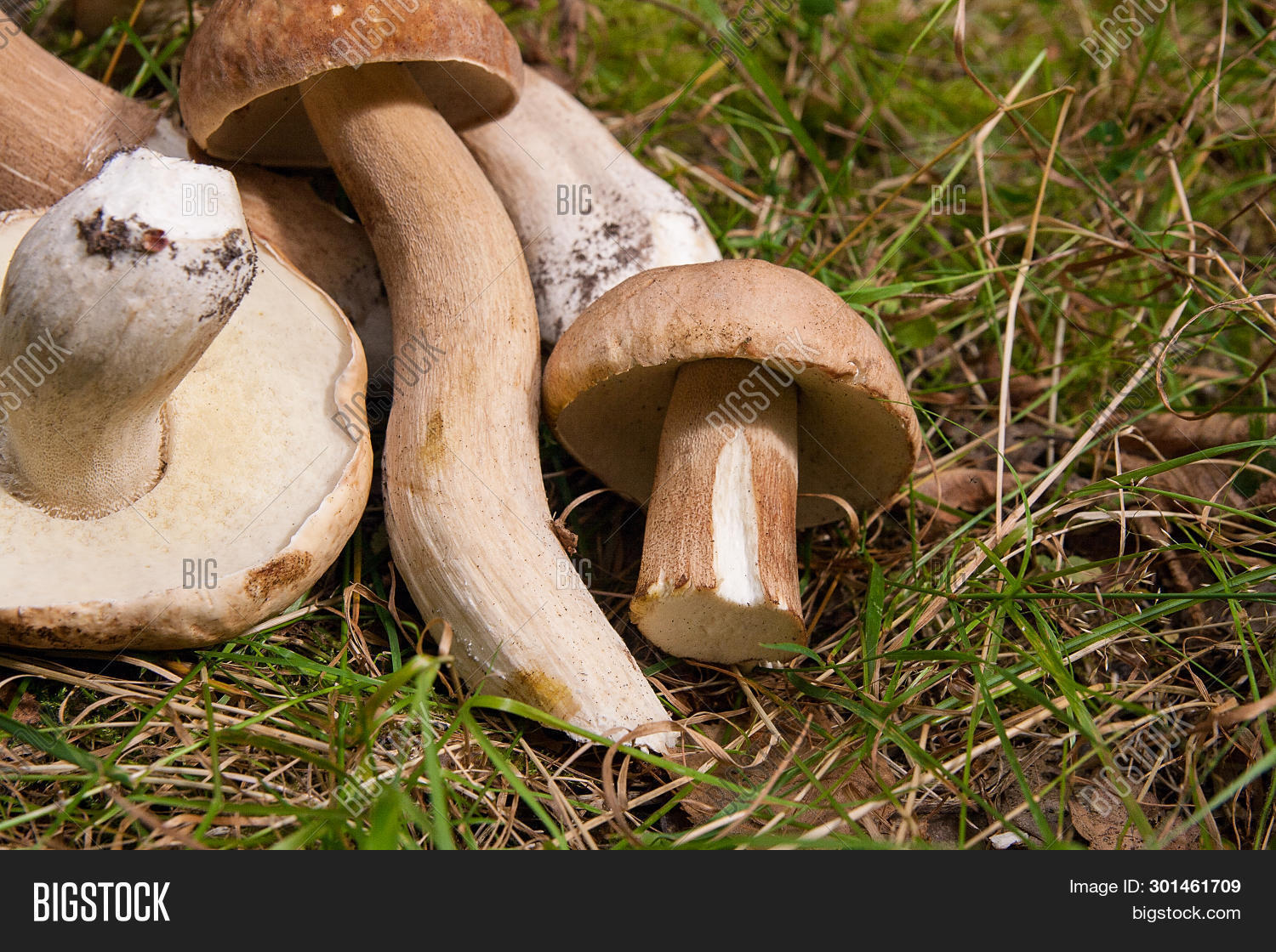 Group Porcini Image & Photo (Free Trial) Bigstock