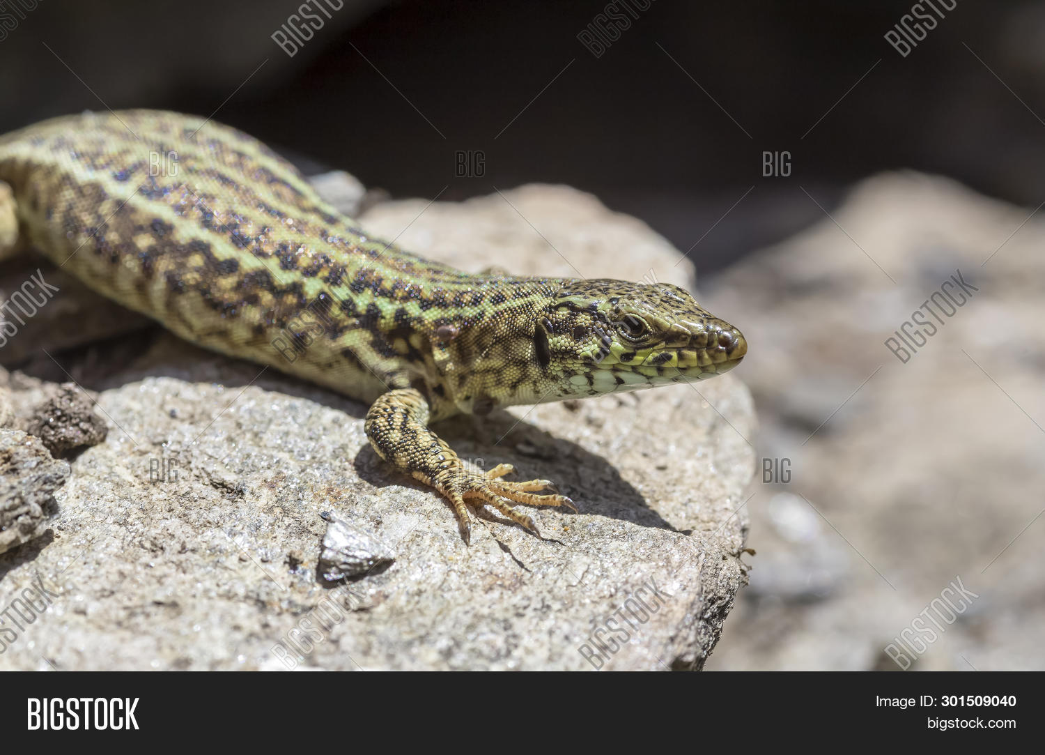 Erhard's Wall Lizard ( Image & Photo (Free Trial) Bigstock