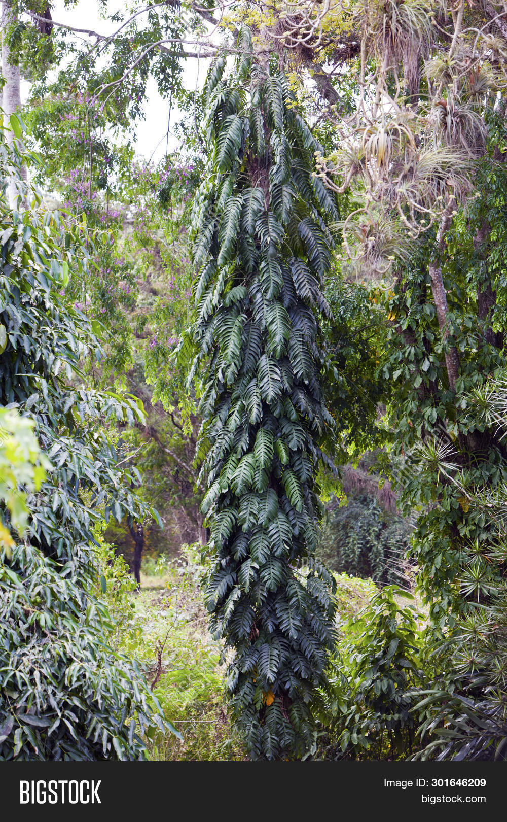 indian-mast-tree-image-photo-free-trial-bigstock