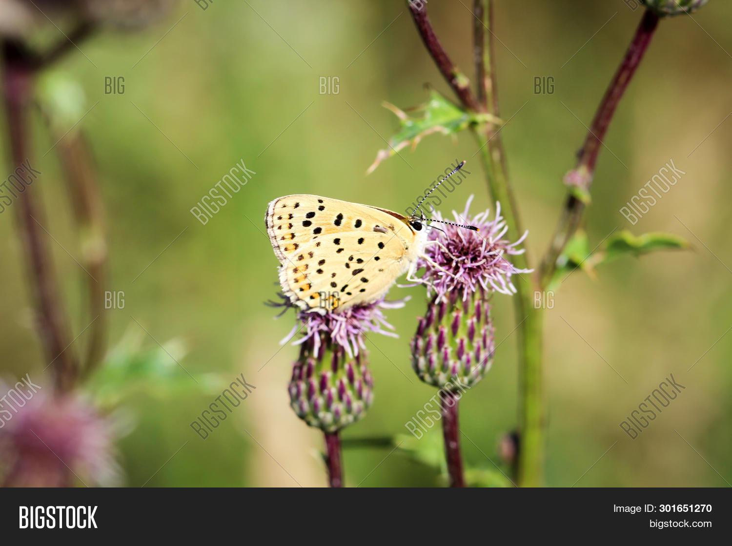 Nature Background Image & Photo (Free Trial) | Bigstock