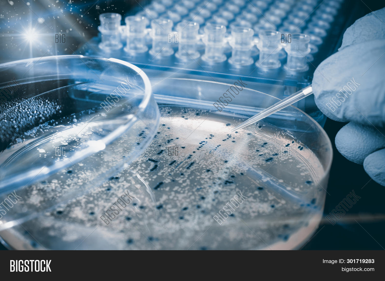 Petri Dish Bacterial Image & Photo (Free Trial) Bigstock