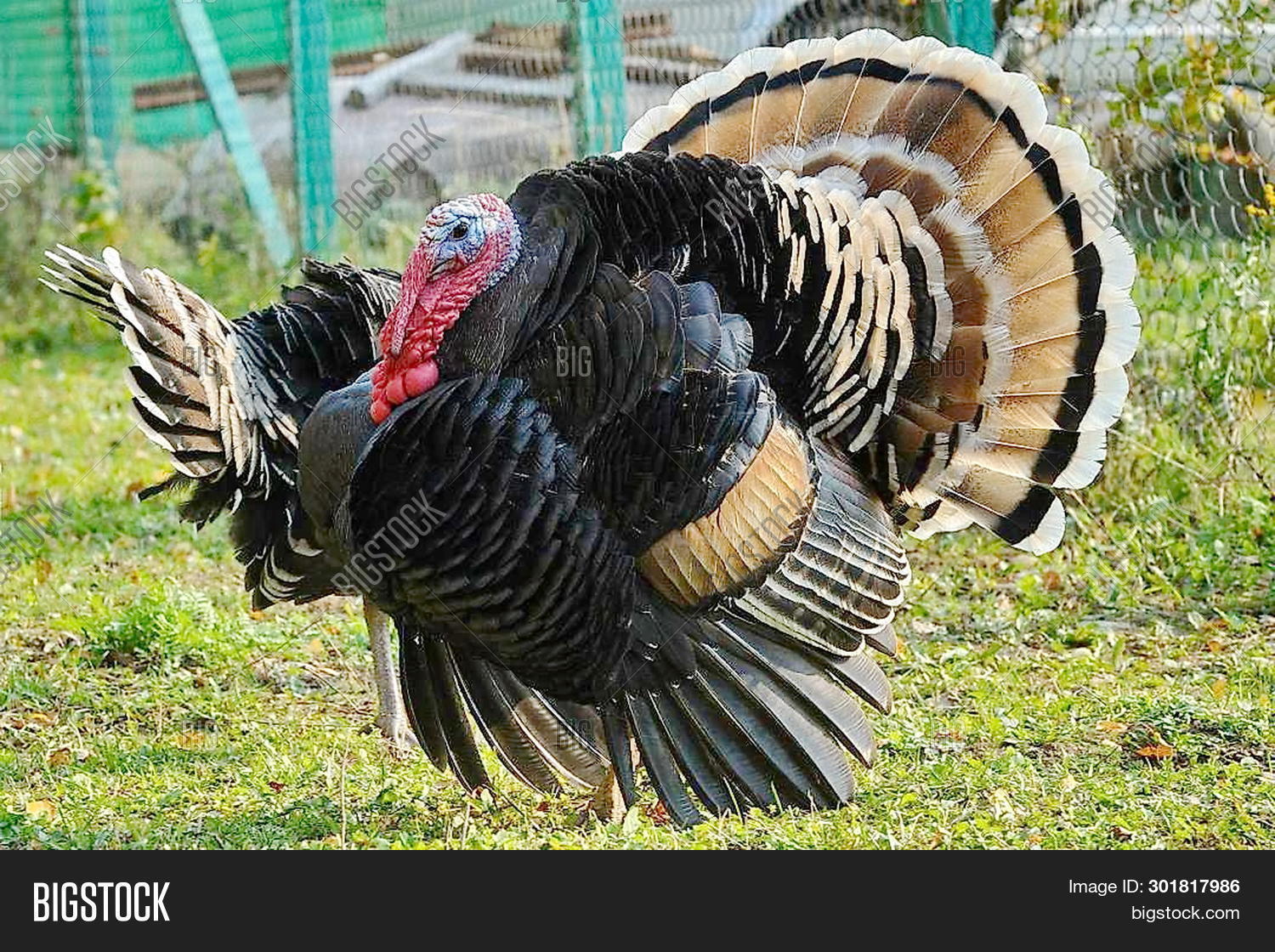 Bronze, Broadchested Image & Photo (Free Trial) Bigstock