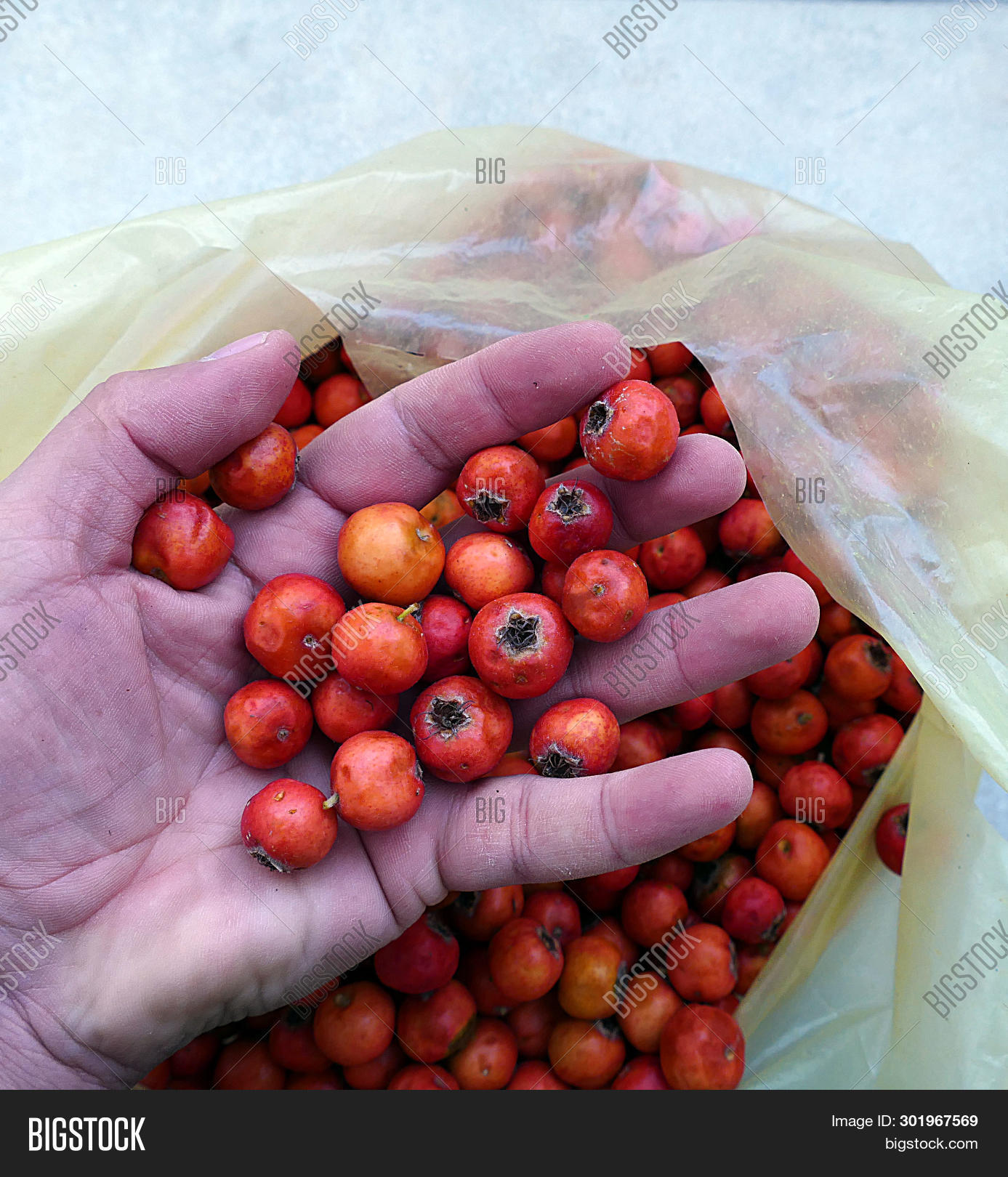 как сушить боярышник