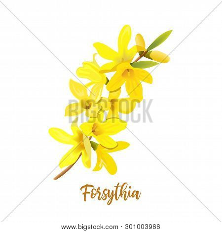 Golden Bell, Forsythia Suspensa, Easter Tree, Spring Branch With Blossoming Yellow Flowers. Vector I