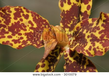 Orchidej