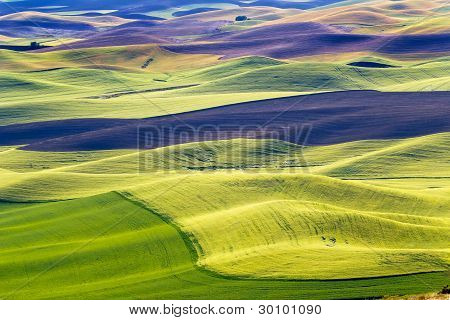 Modelli di verde grano campi nero aratura terreni e aziende agricole da Steptoe Butte Palouse nello stato di Washington