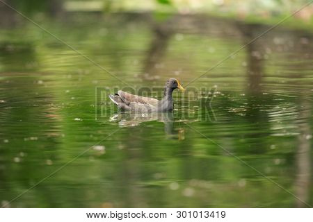 Beautiful Purple Swamphen Out In Nature During The Day
