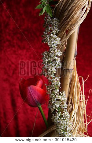 Blooming Colored Flower Buds. Close Up, Macro. With Neutral Background.