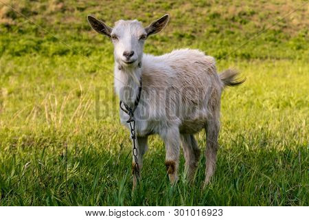 White Goats Feeding On The Farm On A Sunny Day