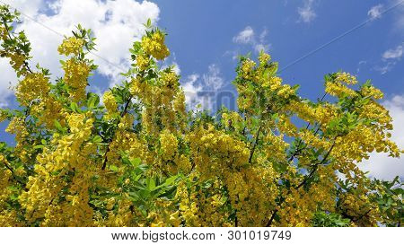 Yellow Acacia. Medical Plant Caragana Arborescens Peashrub With Beautiful Yellow Flowers In Spring.