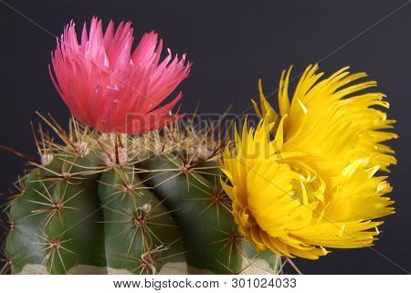 Blooming Flower Buds . Close Up, Macro. With Juta Background.