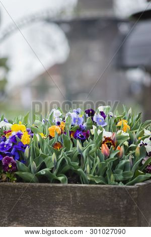 Colorful Flowers With The Blurry Windmill In The Background, Leiden, Netherlands