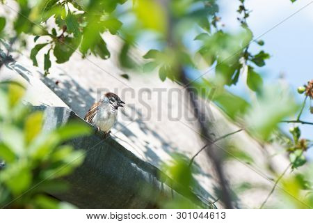 Small Sparrow Sits On The Roof Of The House.