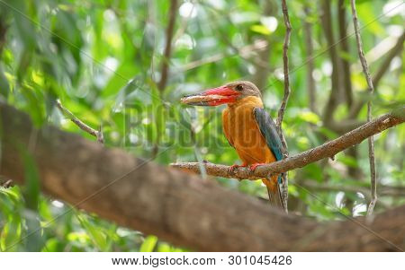 Birds In Nature With Beautiful Colors Strork Billed Kingfisher