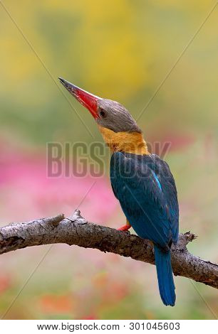 Birds In Nature With Beautiful Colors Strork Billed Kingfisher