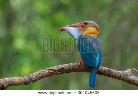 Birds In Nature With Beautiful Colors Strork Billed Kingfisher