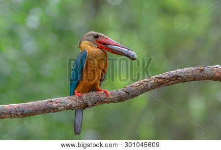 Birds In Nature With Beautiful Colors Strork Billed Kingfisher