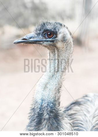 Emu (dromaius Novaehollandiae), The Second-largest Living Bird By Height.