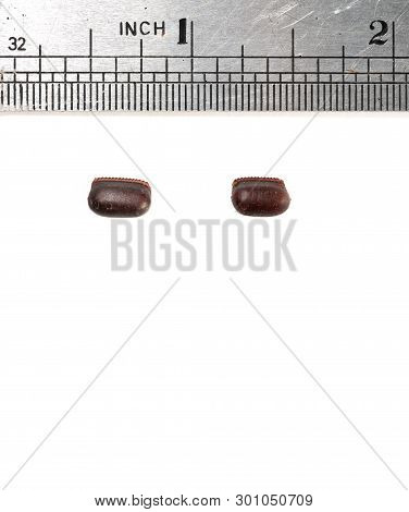 Two Cockroach Eggs And Stainless Steel Ruler In Inch International System For Knowing Its Dimension.