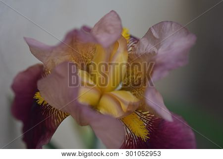 Beautiful Ciolorful Iris Close Up In My Garden