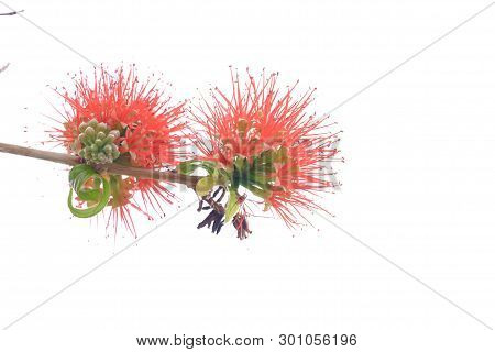 Sweet Pink Red Head Power Puff Flower Blossom In A Garden On White Isolated Background