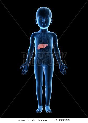3d rendered medically accurate illustration of a childs liver
