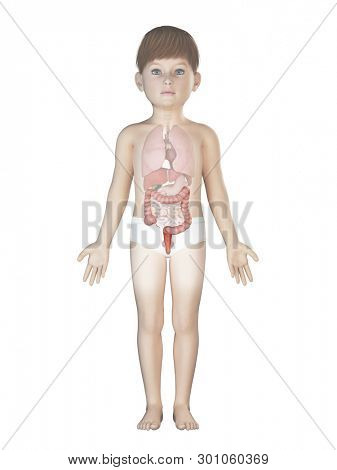 3d rendered medically accurate illustration of a childs colon