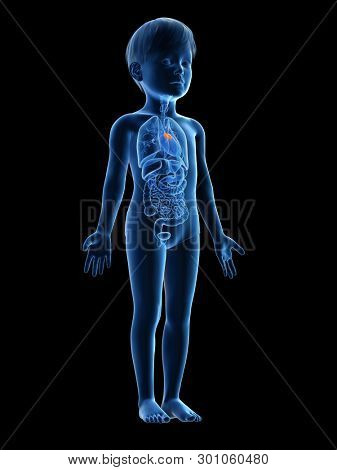 3d rendered medically accurate illustration of a childs thymus