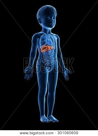 3d rendered medically accurate illustration of a childs liver