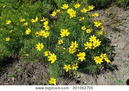 Whorled Tickseed In Full Bloom In June