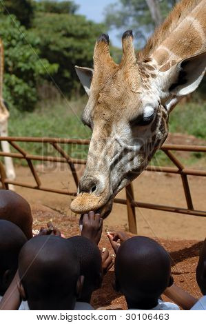 Girafa sendo alimentada por crianças africanas