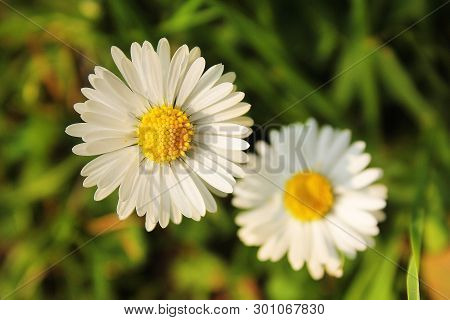Close Up Of Two Wild Daises On Green Background