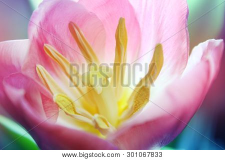 Pink Beautiful Tulip Macro Flower On Background
