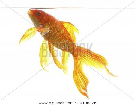 Guldfisk