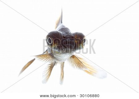 Teleskop fisk
