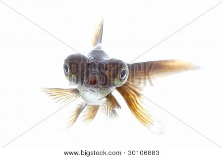 Teleskop fisk