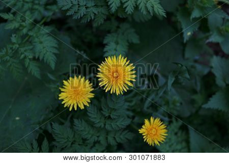 Blooming Yellow Dandelion Flowers In Garden On Spring Time. Detail Of Bright Common Dandelions In Meadow At Springtime
