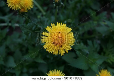 Blooming Yellow Dandelion Flowers In Garden On Spring Time. Detail Of Bright Common Dandelions In Meadow At Springtime