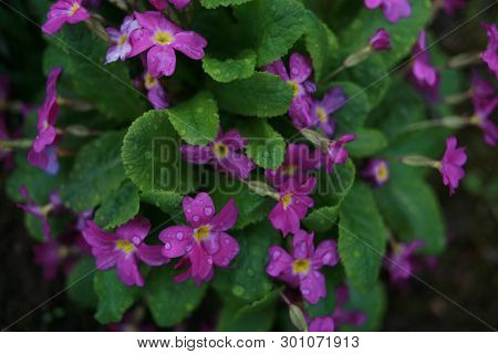 Beautiful Primula Is Purple In A Green Garden, A Flower. Primula In A Park, A Primula Blooms, White 