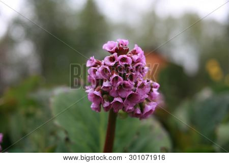 A Primula Is Purple In A Green Garden, A Flower. Primula In A Park, A Primula Blooms, White Flowers 
